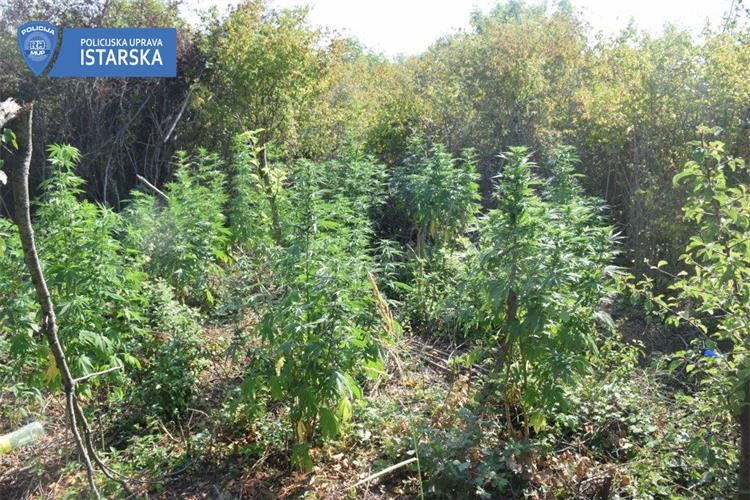Policijski službenici otkrili plantažu indijske konoplje na području Umaga Policijski službenici otkrili plantažu indijske konoplje na području Umaga