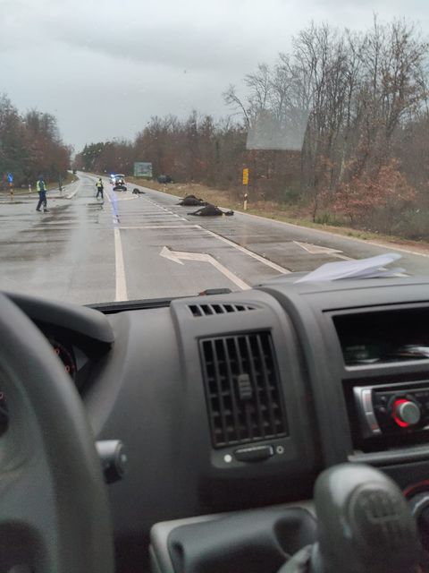 Prometna nesreća, magarci