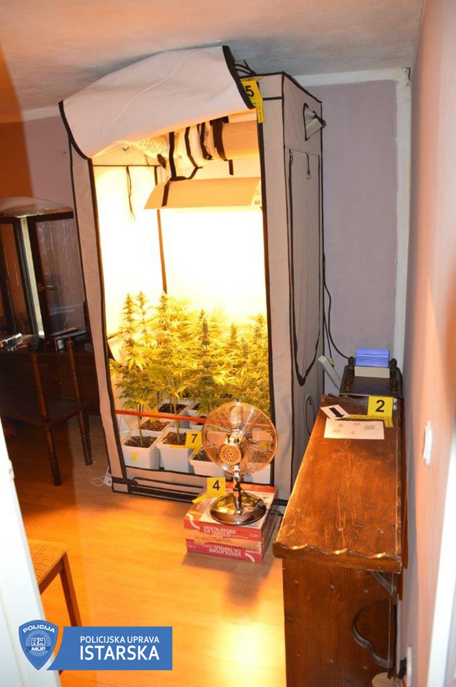 Trojac prijavljen zbog uzgoja indijske konoplje