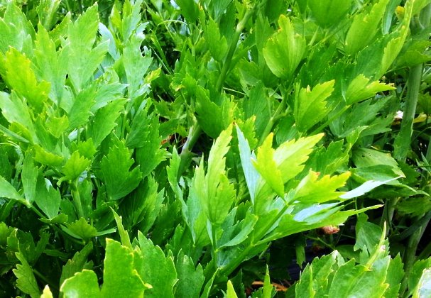 Čudotvorna biljka koja liječi gotovo sve unutarnje organe