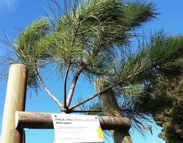 Mali&scaron;ani iz &bdquo;Tičića&ldquo; i &bdquo;Suncokreta&ldquo; na Dan planete Zemlje u Novigradu zasadili stabla pinije