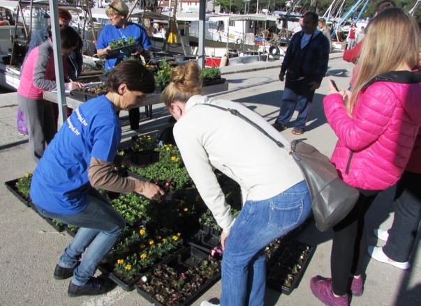 Novigrađani dobili vi&scaron;e od 7.000 besplatnih sadnica cvijeća