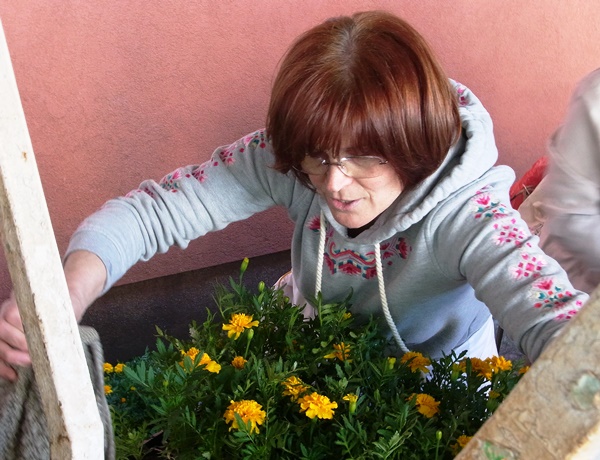 Novigrađani dobili vi&scaron;e od 7.000 besplatnih sadnica cvijeća