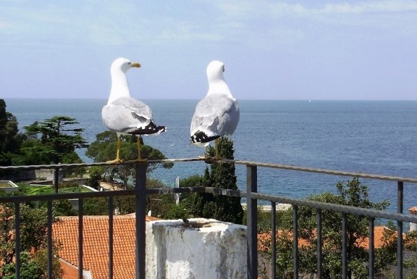 Kontrola i suzbijanje populacije galeba klaukavca te procjena opasnosti (rizika) za zdravlje ljudi