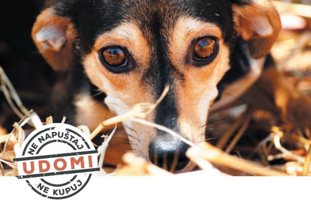 Grad Novigrad-Cittanova podržao kampanju &bdquo;Obitelj na more, a pas na ulicu?&rdquo;