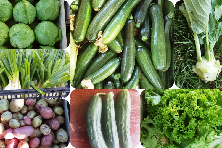 &bdquo;Solidarna eko tržnica&ldquo; u Novigradu