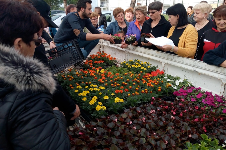 Novigrađanima podijeljeno vi&scaron;e od 7.000 besplatnih cvjetnih sadnica