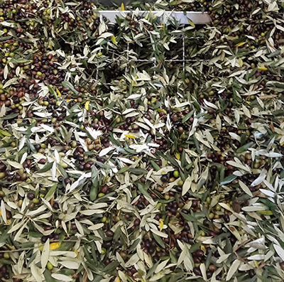 Novigrad dobio najmoderniju uljaru u Hrvatskoj