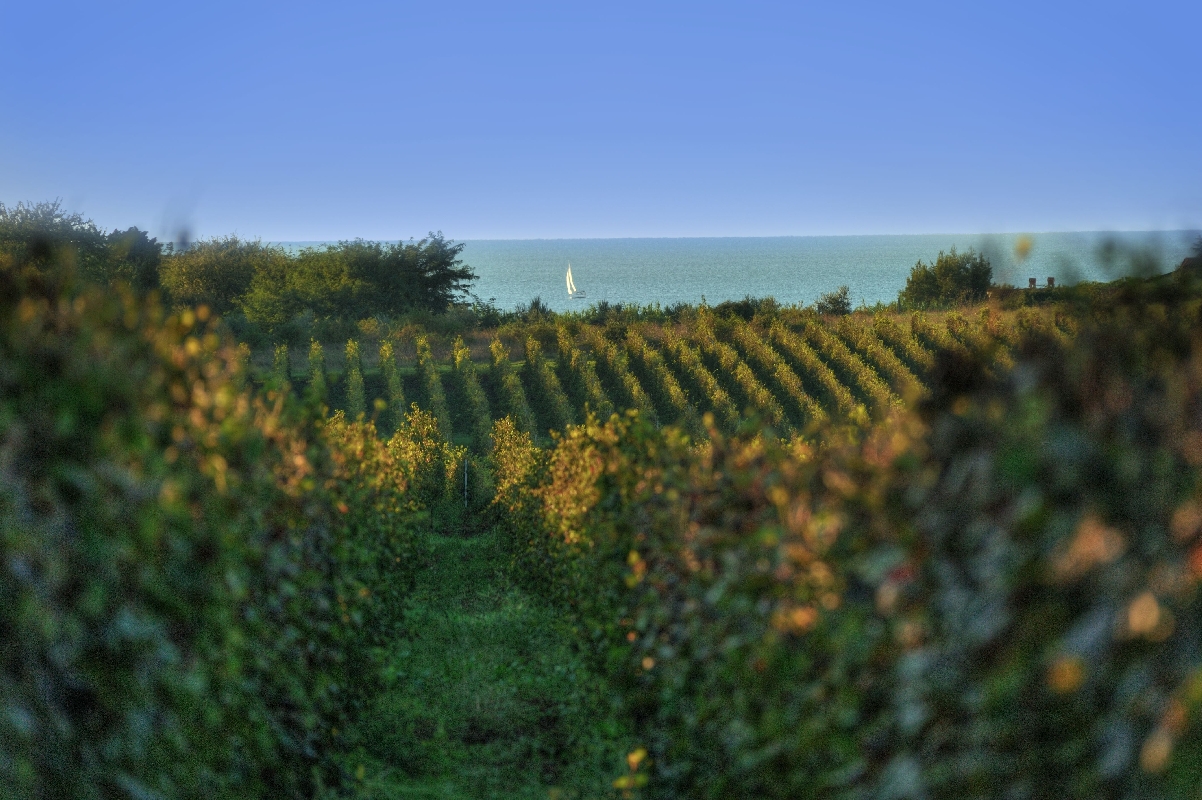 Dodjela potpora novigradskim poljoprivrednicima