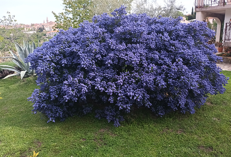 Kalifornijski jorgovan, Buje, cvijet 1