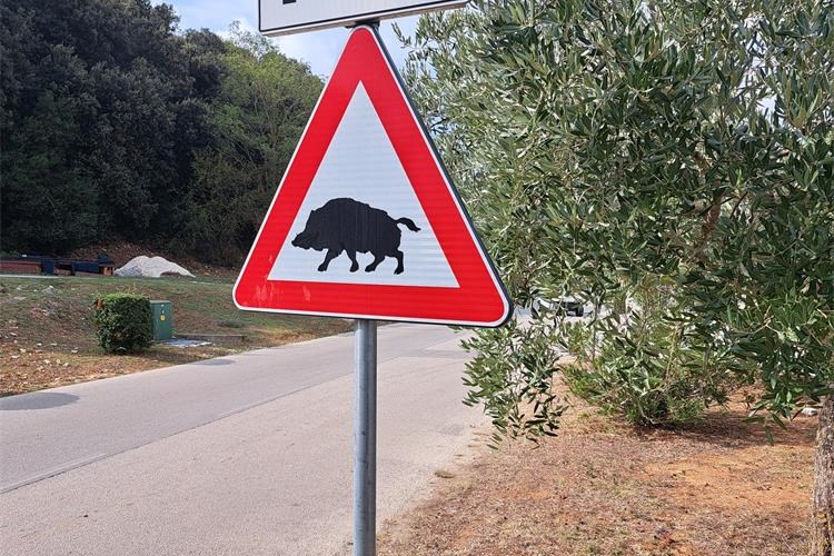 divljač na cesti