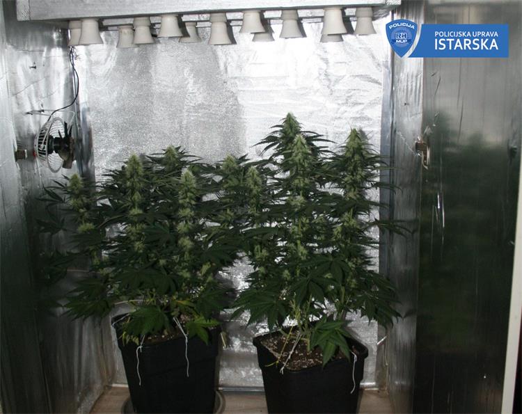 Indijska konoplja, marihuana, trava umag1