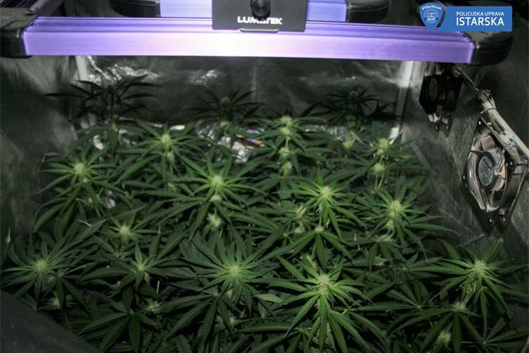 Indijska konoplja, marihuana, trava umag2