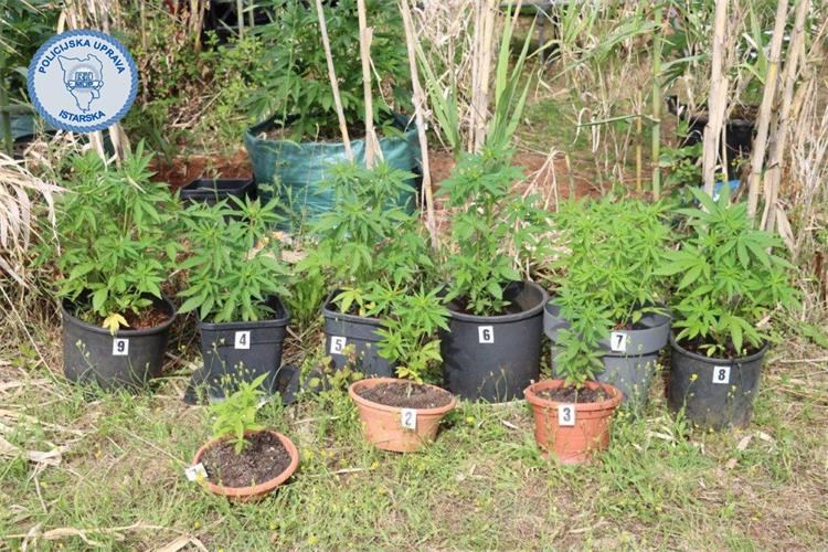 droga Rovinj, marihuana, indijska konoplja 20-6-1