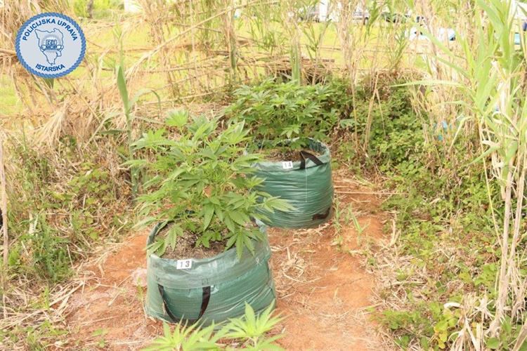 droga Rovinj, marihuana, indijska konoplja 20-6-2
