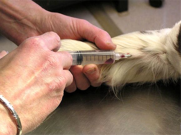 veterinar, pas, injekcija