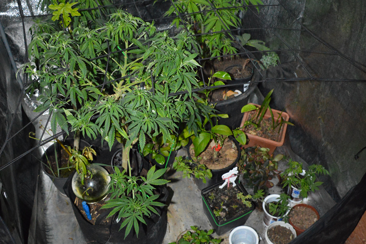 KONOPLJA VI&Scaron;NJAN