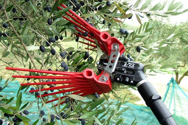 masline, tresač, berba