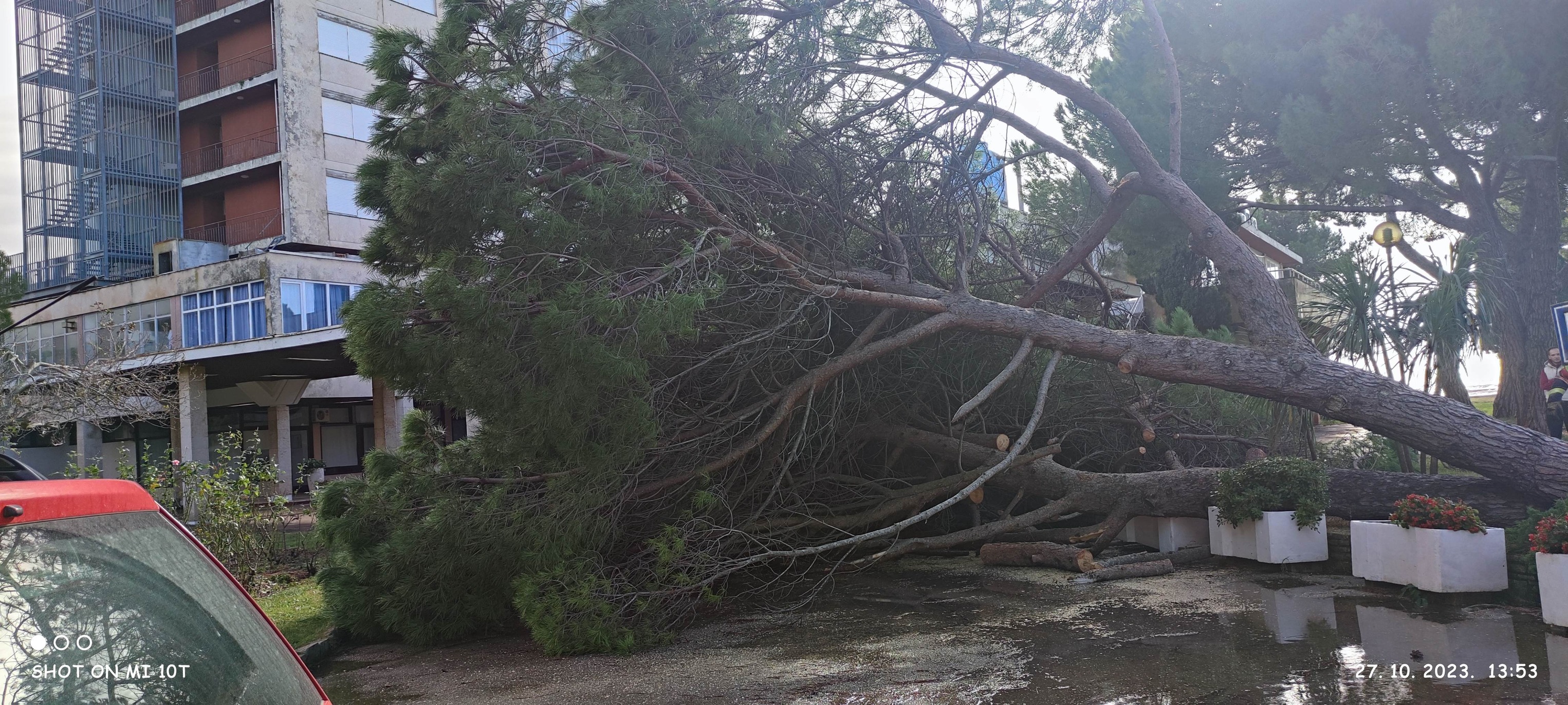 sru&scaron;eno drvo, 27-10-2023