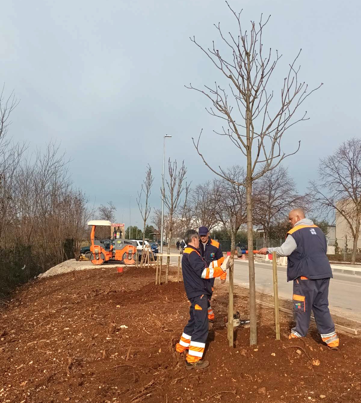 Poreč -radovi, sadnja drveća, stablo