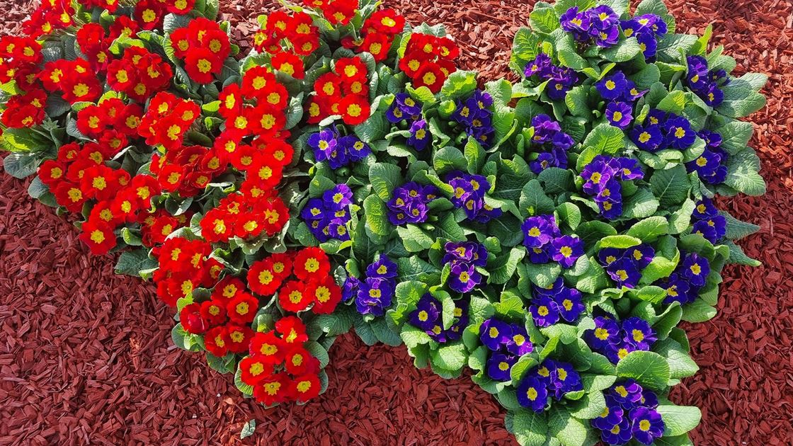 Srce na Pe&scaron;keri od cijeća