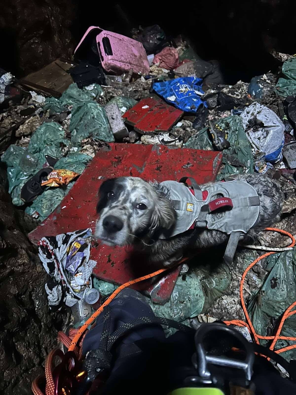 Pas u jami, smeće 631934988_935186652530670_5557311378552869950_n