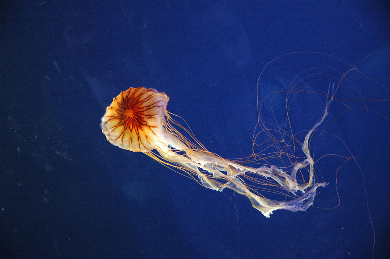 kompas meduza