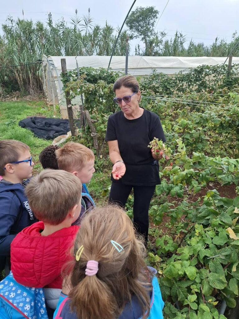 Novigrad OPG Krevatin i rasadnik Frančeskija, posjet zdravi vrt vrtiću, plodovi
