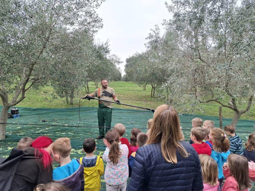 Novigrad OPG Krevatin i rasadnik Frančeskija, posjet zdravi vrt vrtiću,maslinik