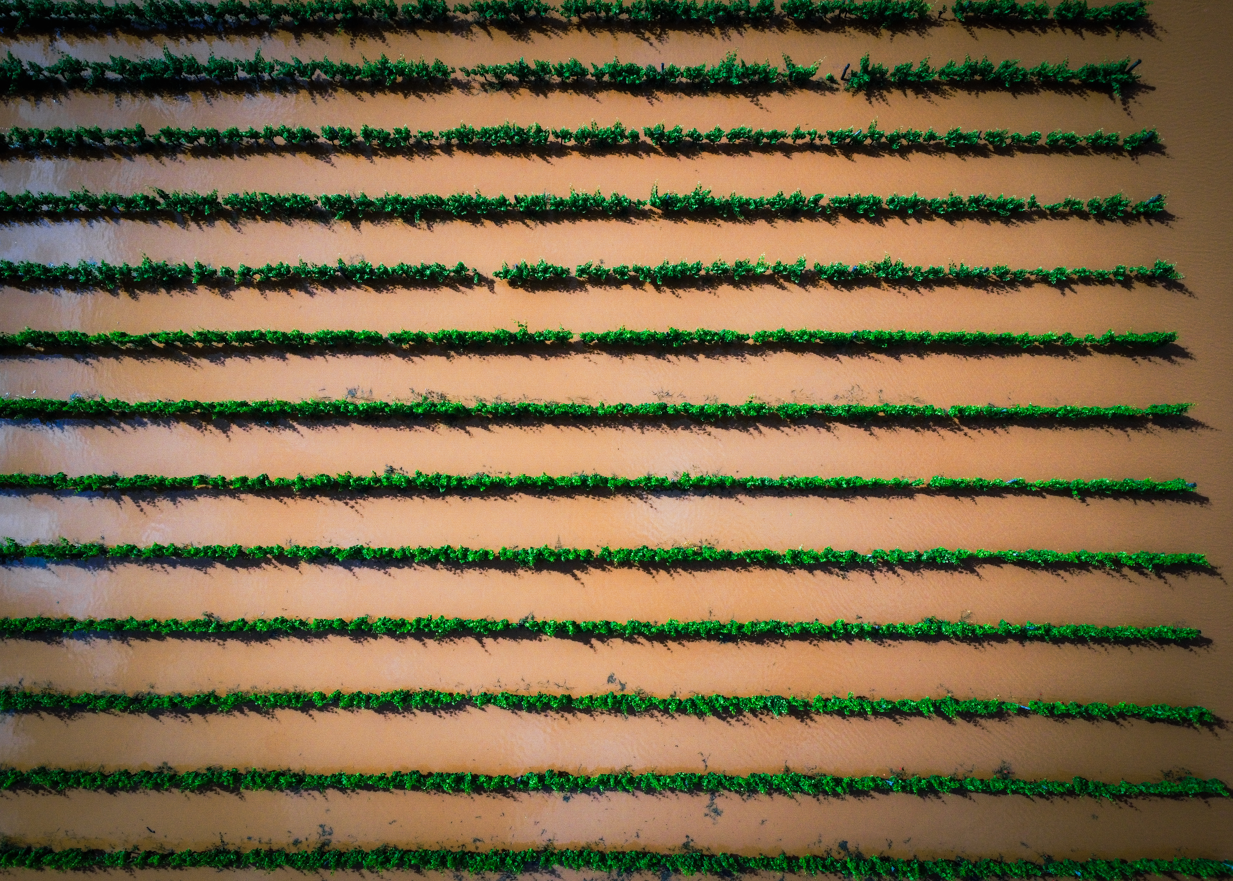 Novigrad nakon poplave