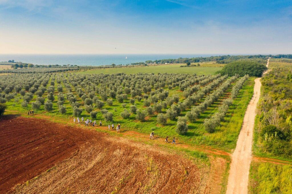 hoditi 2026- Novigrad, &scaron;etnja, polja, maline, more, rekreacija