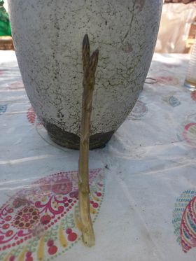 Sandro Klarić, &scaron;paroga 1