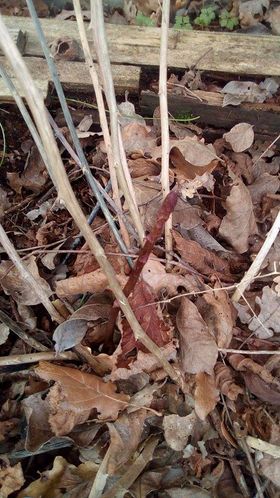 Sandro Klarić, &scaron;paroga