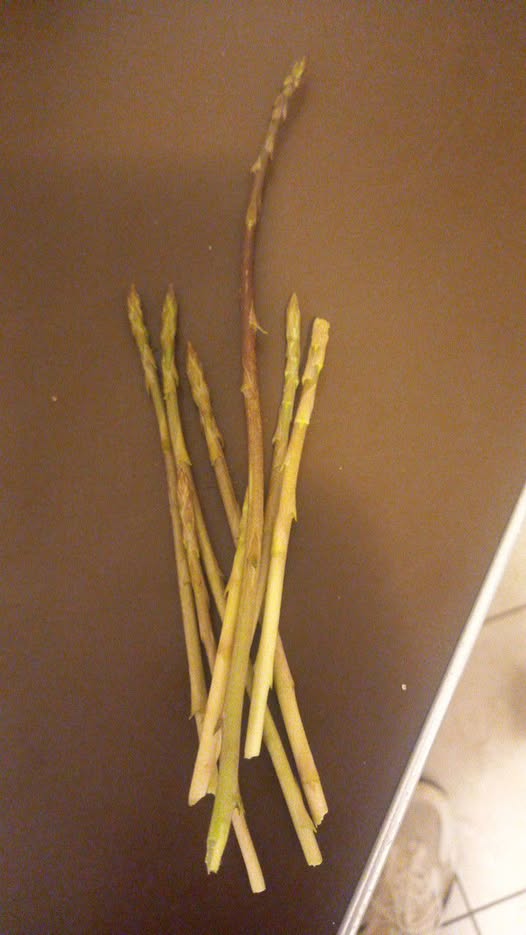 Sandro Klarić, šparuge iz Karigadora, 18-02-2025