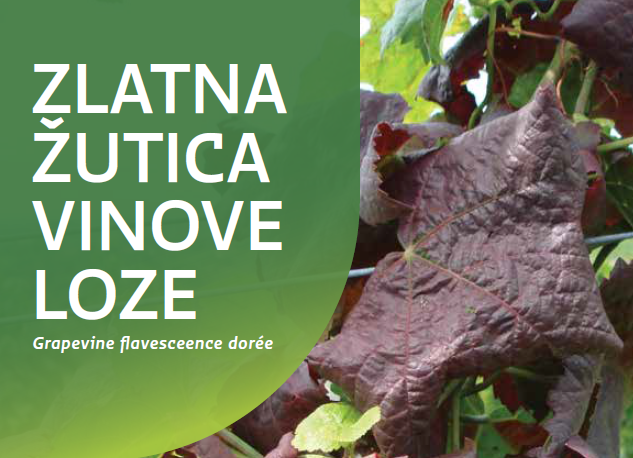 zlatna-zutica-2